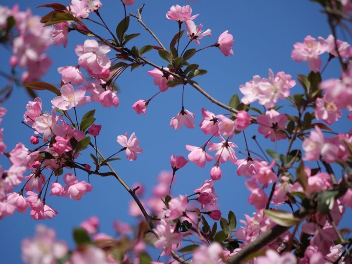 alt：青空を背景にした満開の花海棠の写真
